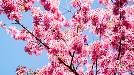 Beautiful pink cherry blossoms, sakura flowers.