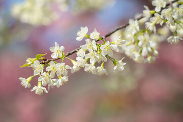Close up branches of white  blossom with blue sky background.