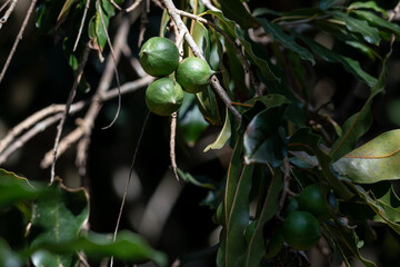 Cluster of Macadamia nuts hanging on tree.