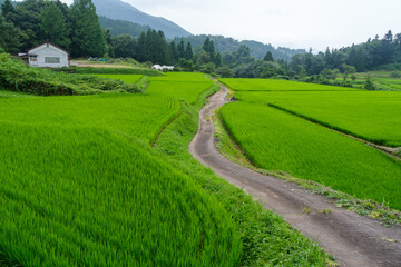 一本道と校舎