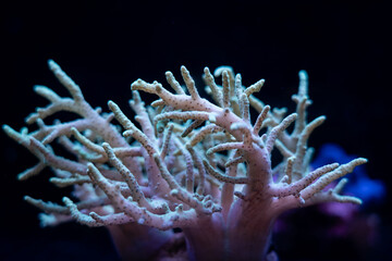Underwater coral reef tropical sea view.
