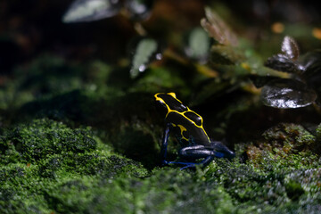 Dendrobates tinctorius, dyeing poison-arrow frog.