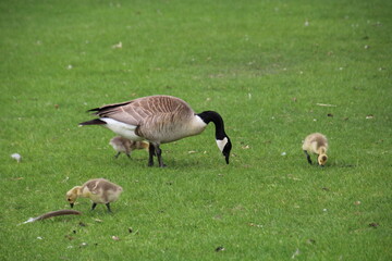 country goose on a meadow, William Hawrelak Park, Edmonton, Alberta