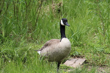 country goose on the grass