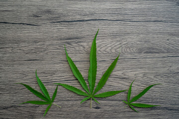 Obraz premium Cannabis leaves on brown wooden background.
