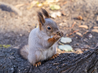 The squirrel with nut sits on tree in the autumn. Eurasian red squirrel, Sciurus vulgaris.