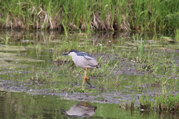 heron hunting