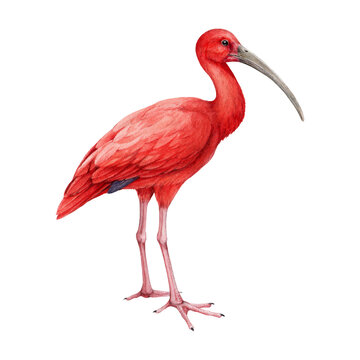 Scarlet ibis watercolor illustration. Hand drawn beautiful bright tropical bird. Eudocimus ruber avian detailed realistic image. Scarlet ibis bird hand drawn illustration.