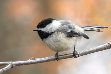 Sweet Morning Chickadee.  A backyard regular, Black Capped Chickadee (Poecile atricapillus) observes the large world around it on a warm spring morning.
