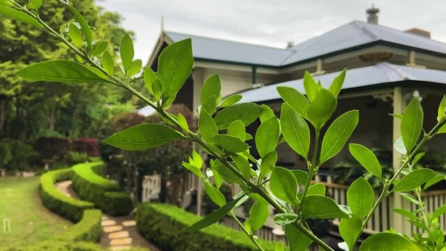 Super cinematic establishing shot of a classic traditional country Queenslander house, nestling in neatly manicured landscaped garden deep in the Queensland Hinterland