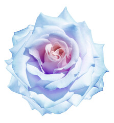 Rose flower  on white isolated background with clipping path. Closeup. For design. Nature.