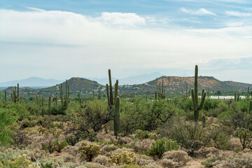 View of sonora desert with saguaro cactuses and native grasses in the mountains of arizona in the wilderness