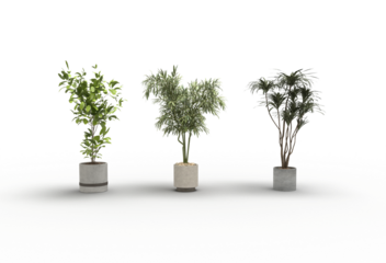 Variety of indoor tropical potted plants isolated on transparent background, PNG, 3D renderings 