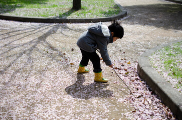 散った桜で遊ぶ子供