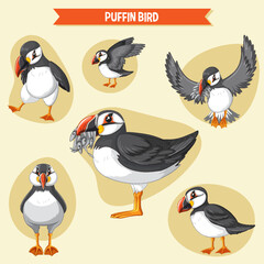 Set of puffin bird cartoon character in different poses