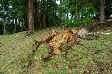 Winter storm damage, Douglass Fir tree knocked over by high winds in rain soaked soil

