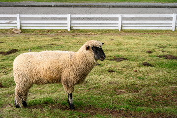Black-faced Shropshire Sheep standing in a winter paster being warmed by the sun
