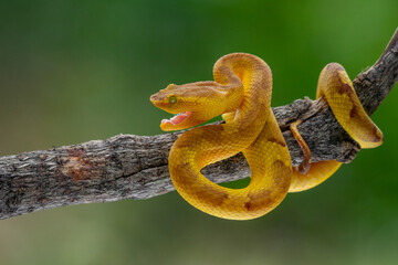 Yellow female flat nosed pit viper Craspedocephalus puniceus coils its body while hanging on a branch with bokeh background 