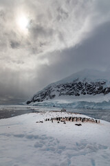 A Gentoo Penguin rookery at Neko Bay Antarctica