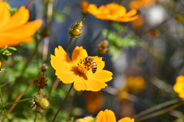 ミツバチとコスモス