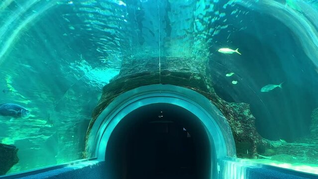 Underwater tunnel with a muscle cracker fish and other fishes swimming alongside