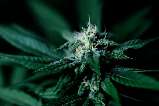 Close-up cannabis indica foliage and bud on the blooming stage in greenhouse plantation
