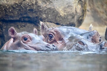 hippopotamus and baby in water
