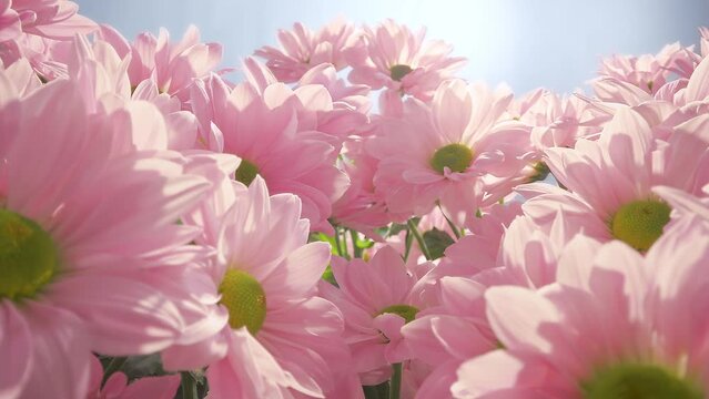 Pink daisy flower