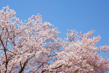 SAKURA-Cherry blossoms shining in the blue sky, old trees that have grown big are in full bloom.
桜-青空に映える桜、大きく育った古木が満開。