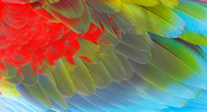 Colorful Parrot macaw wing, tropical bird plumage pattern, Pantanal, Brazil