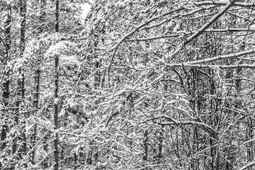 Natural winter pattern from branches in the forest covered with snow.