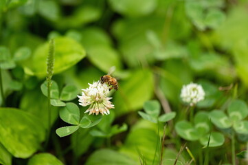 Bee and white clover trefoil flower