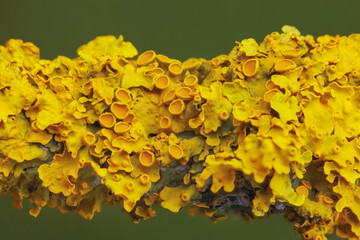 Yellow maritime sunburst lichen - Xanthoria parietina - background