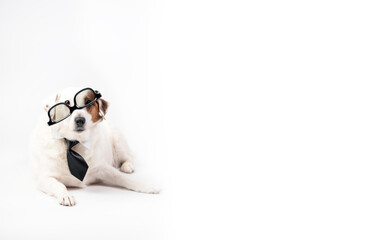 Fototapeta premium Portrait of a funny dog in a tie. On a white background