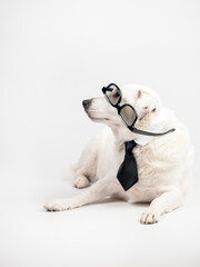 Portrait of a funny dog in a tie. On a white background