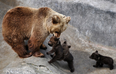 Brown bear (Ursus arctos) mother with cub