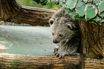 binturong in tree