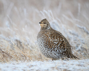 Sharp-tailed Grouse