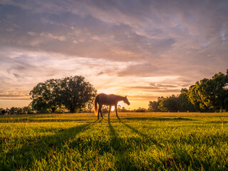 Horse Silhouette in Field with Sunset