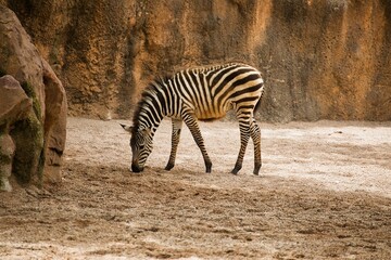 Fototapeta na wymiar Long distance shot of a zebra baby taken from the side, rocky landscape in the background.