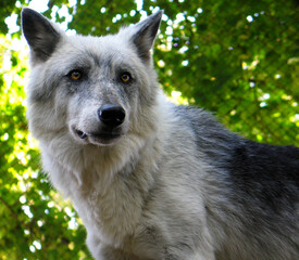 Black wolf (Canis lupus) portrait