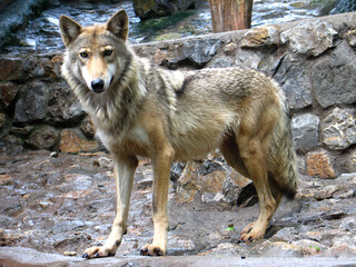 Eurasian wolf (Canis lupus lupus) portrait