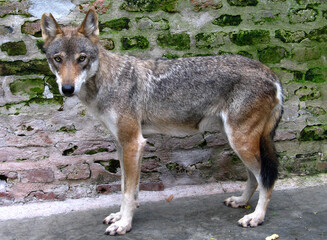 Eurasian wolf (Canis lupus lupus) portrait