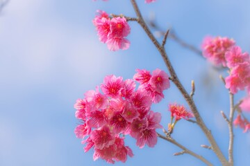 さくらの花