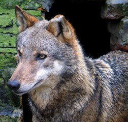 Eurasian wolf (Canis lupus lupus) portrait