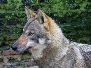 Naklejka na ściany i meble Eurasian wolf (Canis lupus lupus) portrait