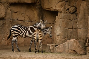 Fototapeta na wymiar Full body shot of a zebra mother with her baby taken from the side with a rocky landscape in the background.