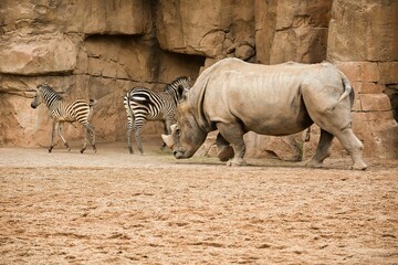 Long distance shot of a rhino with two zebra babies in the background in a rocky landscape. © Monika