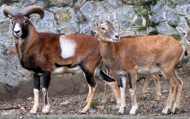 European mouflon (Ovis aries musimon) portrait