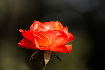 Orange rose,flower of the woody perennial flowering plant, genus Rosa , family Rosaceae. There are over three hundred species and tens of thousands of cultivars. Winter moring dew drops on the petals.